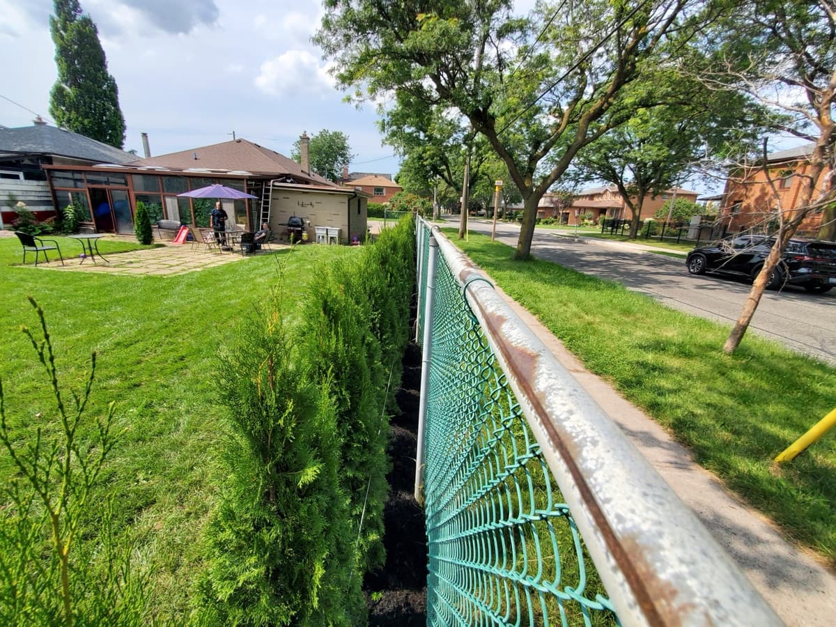 Garden bed after pruning and cleanup