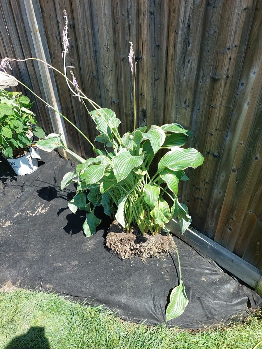 Corner lot lawn maintained with clean lines